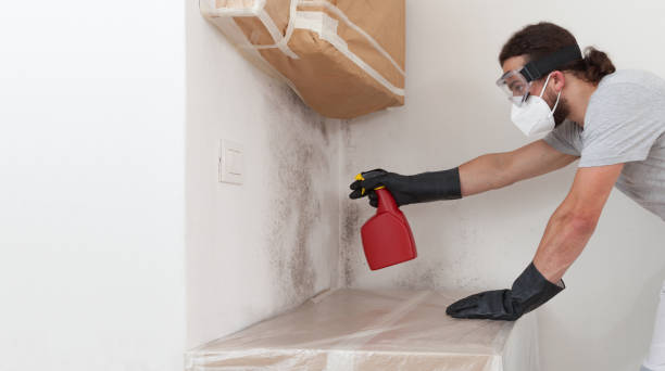 Professional Basement Mold Removal technician working in Wellersburg, PA