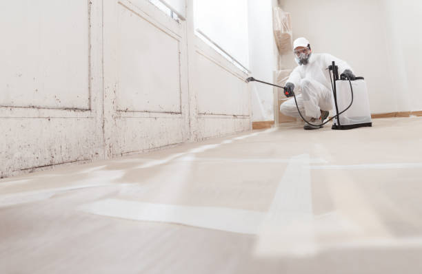 24/7 Emergency Basement Mold Removal experts in Wellersburg, PA