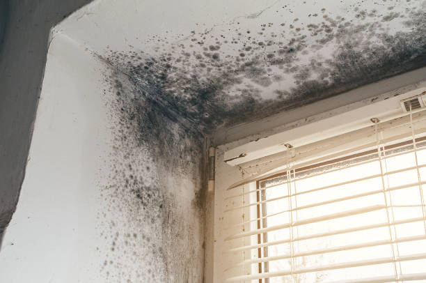 Affordable Basement Mold Removal solutions in Wellersburg, PA